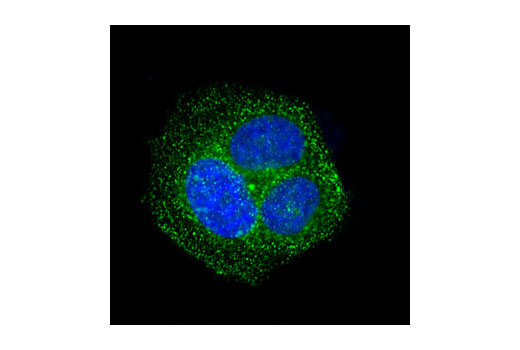 Confocal immunofluorescent analysis of HeLa cells using Rab5 (C8B1) Rabbit mAb (green). Blue pseudocolor = DRAQ5 ® #4084 (fluorescent DNA dye).