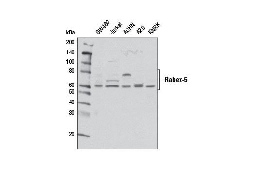 Western blot analysis of extracts from various cell lines using Rabex-5 (D21F12) Rabbit mAb.
