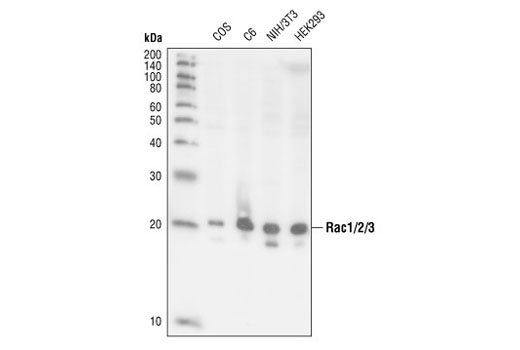 Western blot analysis of extracts from COS, C6, NIH/3T3 and HEK293 cells, using Rac1/2/3 Antibody.