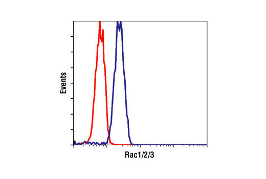 Flow cytometric analysis of Jurkat cells, using Rac1/2/3 Antibody (blue) compared to a nonspecific negative control antibody (red).