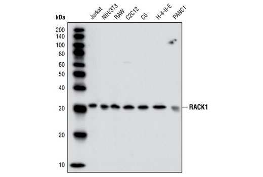 Western blot analysis of extracts from various cell lines, using RACK1 Antibody.