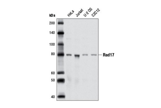 Western blot analysis of extracts from various cell lines using Rad17 (D3G6) Rabbit mAb.