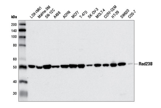 Western blot analysis of extracts from various cell lines using Rad23B (D4W7F) Rabbit mAb.