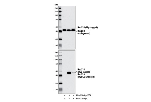 Western blot analysis of extracts from 293T cells, mock transfected (-) or transfected with constructs expressing Myc/DDK-tagged full-length human RAD23A protein (hRAD23A-Myc/DDK; +) and Myc-tagged full-length human RAD23B protein (hRAD23B-Myc; +), using Rad23B (D4W7F) Rabbit mAb (upper) or Myc-Tag (71D10) Rabbit mAb #2278 (lower).
