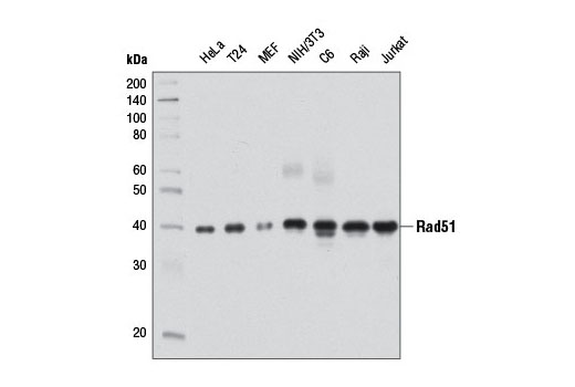 Western blot analysis of extracts from various cell lines using Rad51 (D4B10) Rabbit mAb.