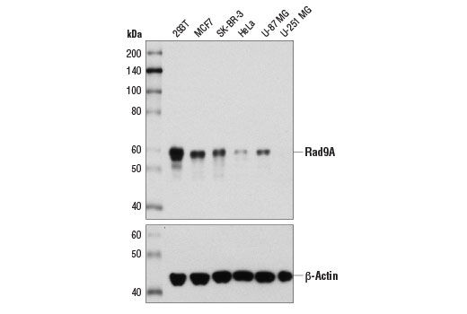 Western blot analysis of extracts from various cell lines using Rad9A (D2J4P) Rabbit mAb (upper) and β-Actin (D6A8) Rabbit mAb #8457 (lower).