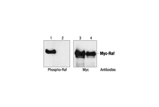 Site specificity of Phospho-c-Raf (Ser259) Antibody: Western blot analysis of recombinant Myc-tagged c-Raf protein, wild-type (lanes 1 and 3) and S259A mutant (lanes 2 and 4), using Phospho-Raf (Ser259) Antibody or a Myc antibody. (Provided by Dr. Guri Tzivion, Massachusetts General Hospital.)