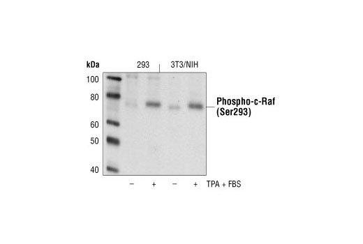 Western blot analysis of extracts from 293 and NIH/3T3 cells, untreated or treated with TPA + FBS, using Phospho-c-Raf (Ser296) Antibody.