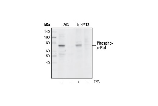 Western blot analysis of extracts from untreated or TPA-treated 293 and NIH/3T3 cells, using Phospho-c-Raf (Ser289/296/301) Antibody.