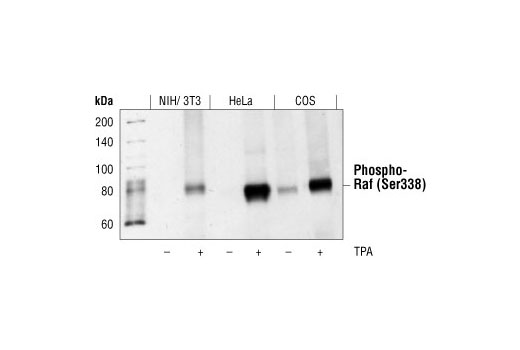 Western blot analysis of extracts from NIH3T3, HeLa and COS cells, untreated or treated with TPA, using Phospho-c-Raf (Ser338) (56A6) Rabbit mAb.