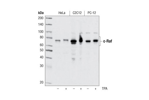 Western blot analysis of extracts from HeLa, C2C12 or PC12 cells, untreated or TPA-treated (200 nM for 30 minutes), using c-Raf Antibody #9422.