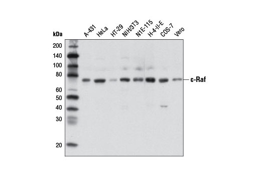 Western blot analysis of extracts from various cell lines using c-Raf (D5X6R) Mouse mAb.
