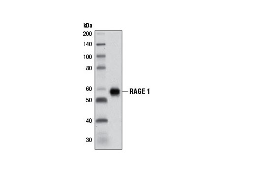 Western blot analysis of extracts from human lung tissue using RAGE 1 (D1A12) Rabbit mAb.