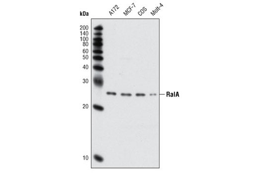 Western blot analysis of extracts from various cell lines using RalA Antibody.