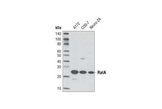 Western blot analysis of extracts from A172, COS-7 and Neuro-2A cells using RalA (D6G8) Rabbit mAb.