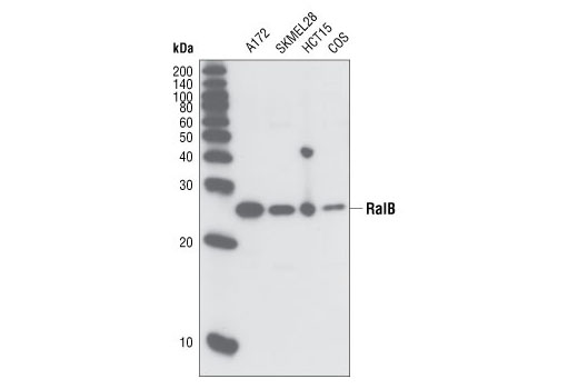 Western blot analysis of extracts from various cell types using RalB Antibody.