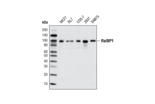 Western blot analysis of extracts from various cell lines using RalBP1 (D87H8) Rabbit mAb.
