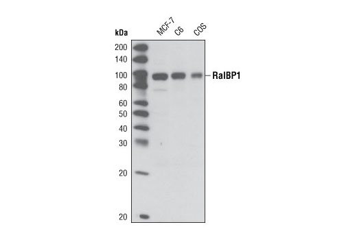 Western blot analysis of extracts from MCF-7, C6 and COS cells using RalBP1 (I33) Antibody.