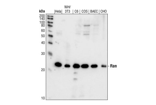 Western blot analysis of extracts from HeLa, NIH/3T3, C6, COS, BAEC, and CHO cells, using Ran Antibody.