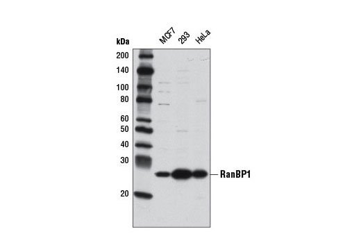 Western blot analysis of extracts from MCF7, 293, and HeLa cells using RanBP1 Antibody.