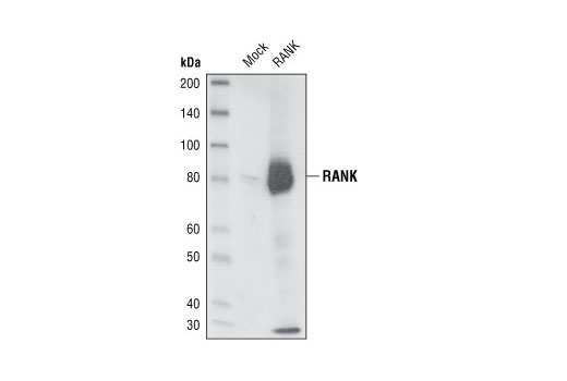 Western blot analysis of extracts from HeLa cells mock transfected or transfected with mRANK, using RANK Antibody.