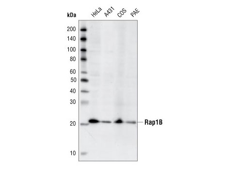 Western blot analysis of cell extracts from various cell lines using Rap1B (36E1) Rabbit mAb.