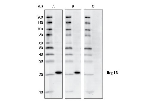 Western blot analysis of HeLa cell lysates using Rap1B (36E1) Rabbit mAb without pre-absorption (A), or pre-incubated with Rab1A (B) and Rap1B (C) carboxy-terminal peptides respectively. The result showed that only Rap1B peptide specifically blocks the antibody binding in Western blot.