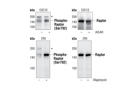 Western blot analysis of C2C12 or 293 cells, untreated or treated with AICAR (0.5 mM for 30 minutes) or oligomycin (0.5 μM for 30 minutes), using Phospho-Raptor (Ser792) Antibody (upper and lower left ) or Raptor Antibody #2280 (upper and lower right).
