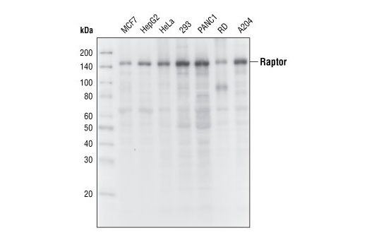 Western blot analysis of extracts from various cell lines, using Raptor (24C12) Rabbit mAb.