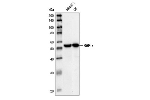 Western blot analysis of extracts from NIH/3T3 and C6 cells, using RARα Antibody.