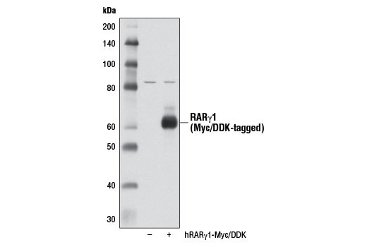 Western blot analysis of extracts from 293T cells, either mock transfected (-) or transfected with a Myc/DDK-tagged cDNA expression construct encoding full-length human RARγ1 (hRARγ1-Myc/DDK, +), using RARγ1 (D3A4) XP ® Rabbit mAb.