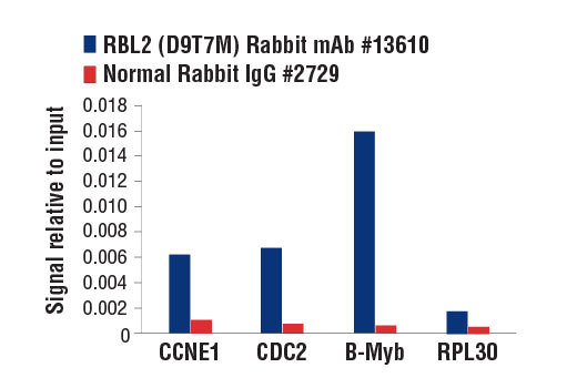 Chromatin immunoprecipitations were performed with cross-linked chromatin from 4 x 10 6 3T3 cells and either 10 µl of RBL2 (D9T7M) Rabbit mAb or 2 µl of Normal Rabbit IgG #2729, using SimpleChIP ® Enzymatic Chromatin IP Kit (Magnetic Beads) #9003. The enriched DNA was quantified by real-time PCR using mouse CCNE1 promoter primers, mouse CDC2 promoter primers, SimpleChIP ® Mouse B-Myb Intron 2 Primers #13707, and SimpleChIP ® Mouse RPL30 Intron 2 Primers #7015. The amount of immunoprecipitated DNA in each sample is represented as signal relative to the total amount of input chromatin, which is equivalent to one.