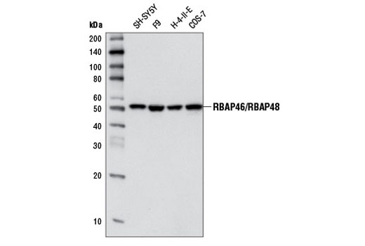 Western blot analysis of extracts from various cell lines using RBAP46/RBAP48 (D4F8) Rabbit mAb.