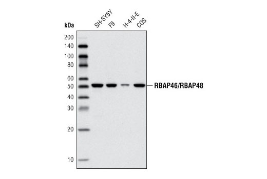 Western blot analysis of extracts from various cell lines using RBAP46/RBAP48 Antibody.