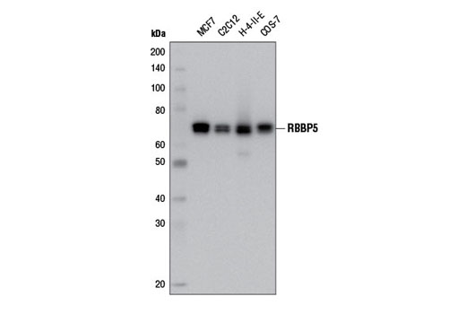 Western blot analysis of extracts from various cell lines using RBBP5 (D3I6P) Rabbit mAb.