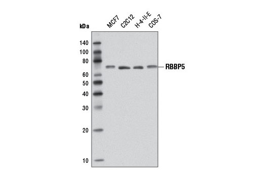 Western blot analysis of extracts from various cell lines using RBBP5 (D4Y7R) Rabbit mAb.