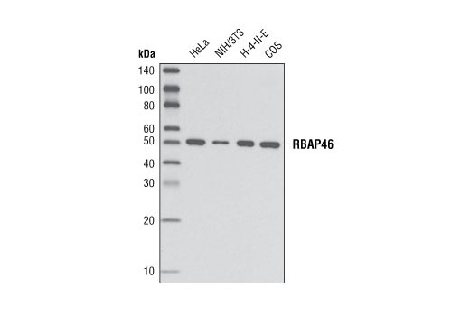 Western blot analysis of extracts from various cell lines using RBAP46 Antibody.