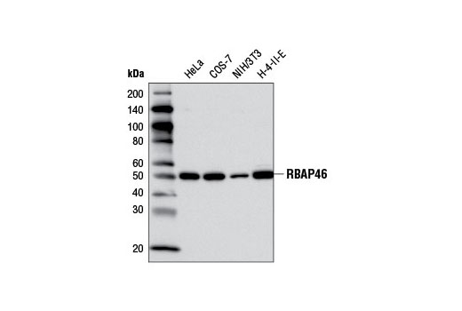 Western blot analysis of extracts from various cell lines using RBAP46 (V415) Antibody.