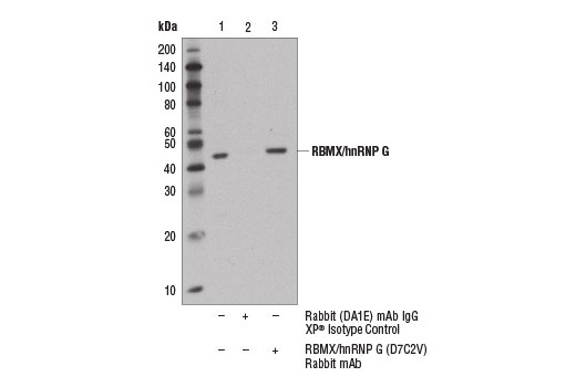 Immunoprecipitation of RBMX/hnRNP G from HeLa cell extracts using Rabbit (DA1E) mAb IgG XP ® Isotype Control #3900 (lane 2) or RBMX/hnRNP G (D7C2V) Rabbit mAb (lane 3). Lane 1 is 10% input. Western blot analysis was performed using RBMX/hnRNP G (D7C2V) Rabbit mAb.