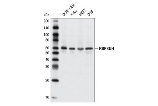 Western blot analysis of extracts from various cells using RBPSUH Antibody.