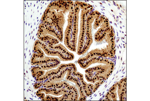 Immunohistochemical analysis of paraffin-embedded mouse prostate using RBX1 (D3J5I) Rabbit mAb.
