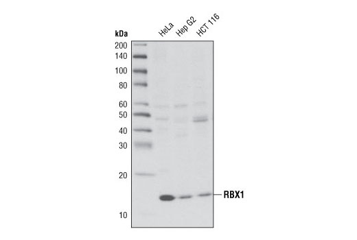 Western blot analysis of extracts from HeLa, Hep G2, and HCT 116 cells using RBX1 Antibody.