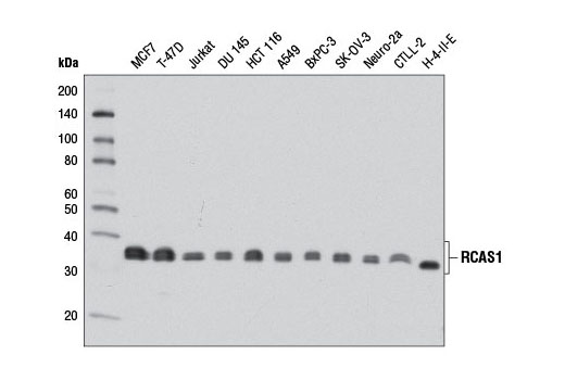 Western blot analysis of extracts from various cell lines using RCAS1 (D2B6N) XP ® Rabbit mAb.