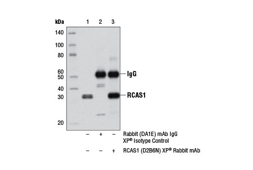 Immunoprecipitation of RCAS1 from HCT 116 extracts using Rabbit (DA1E) mAb IgG XP ® Isotype Control #3900 (lane 2) or RCAS1 (D2B6N) XP ® Rabbit mAb (lane 3). Lane 1 is 10% input. Western blot analysis was performed using RCAS1 (D2B6N) XP ® Rabbit mAb.