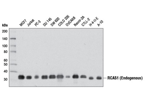 Western blot analysis of extracts from various cell lines using RCAS1 (D6P5J) Rabbit mAb.