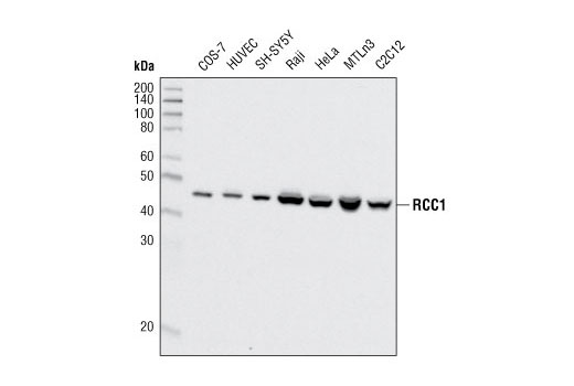 Western blot analysis of extracts from various cell types using RCC1 (D15H6) Rabbit mAb.