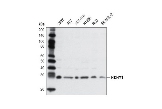 Western blot analysis of extracts from various cell lines using RCHY1 Antibody.
