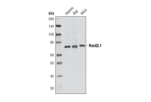 Western blot analysis of extracts from Ramos, Raji and HeLa cells using RecQL1 (Q1N3) Mouse mAb.