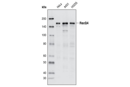 Western blot analysis of extracts of HeLa, A431 and H3255 cells using RecQ4 Antibody.