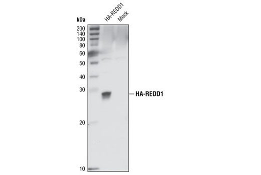 Western blot analysis of extracts from COS-7 cells, transfected with HA-REDD1 or untransfected (mock), using REDD1 Antibody.